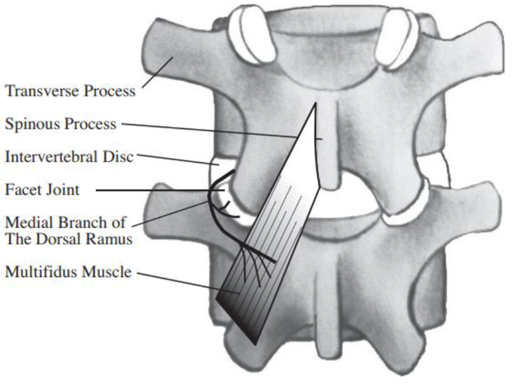 Spinal Anatomy Diagram