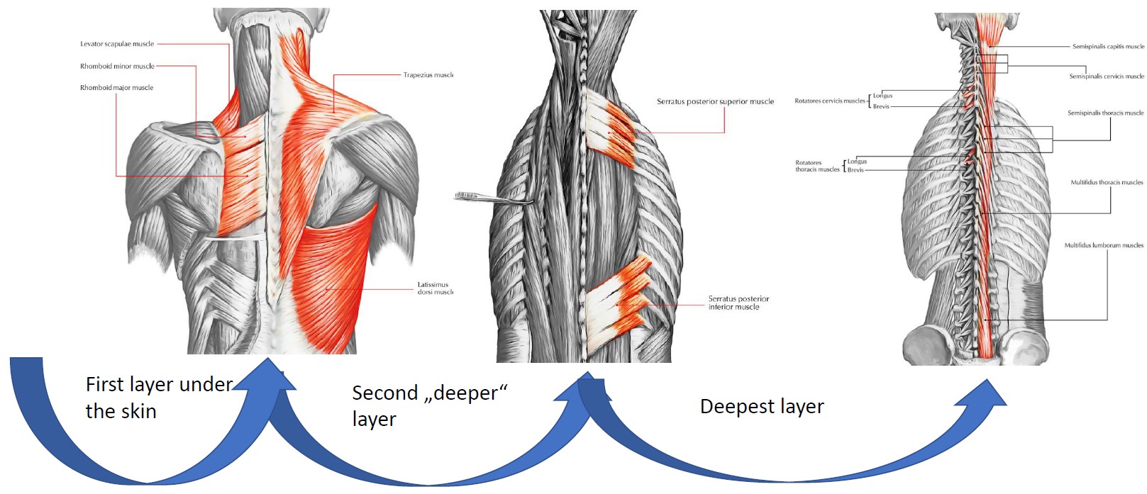 Spinal Anatomy Diagram