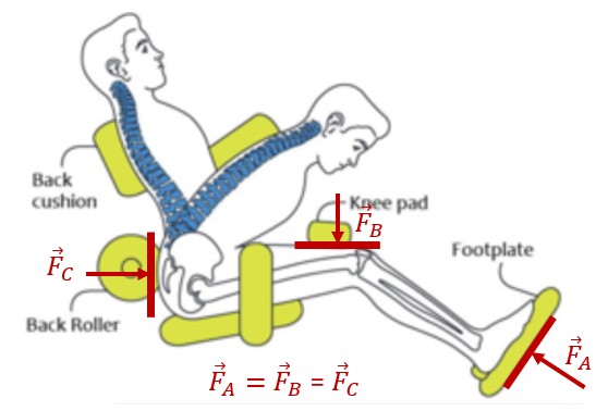 Spinal Anatomy Diagram