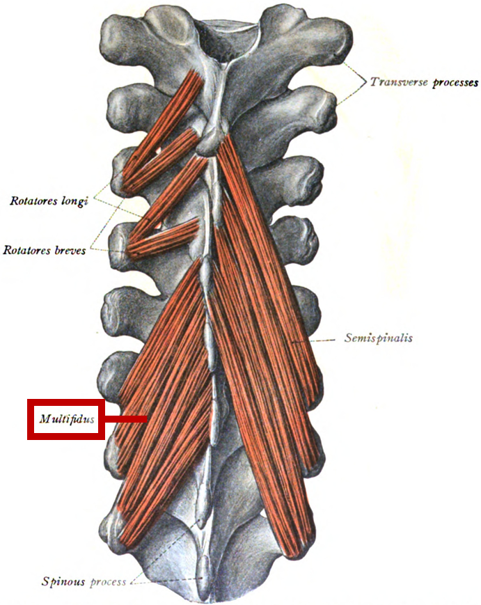 Spinal Anatomy Diagram